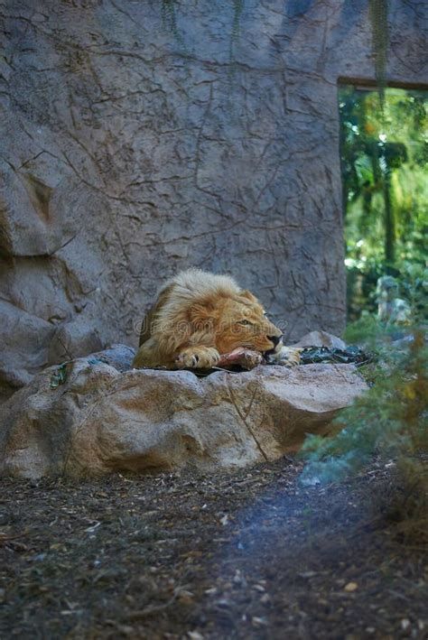 695 Lion Eating Meat Stock Photos - Free & Royalty-Free Stock Photos ...