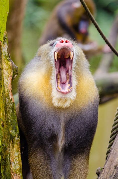 Yellow Black Baboon · Free Stock Photo