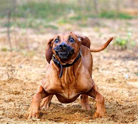 24 Dogs Making the Most Hilarious Faces - LIFE WITH DOGS