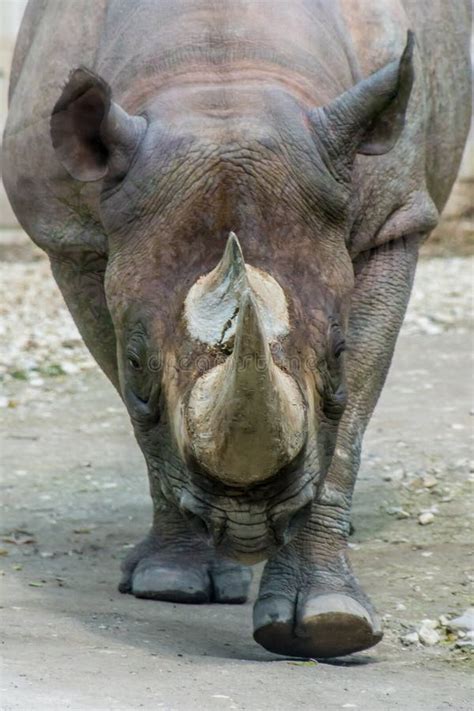 Rhino Rhinoceros Head Horn Grey Thick Skin Black and White Stock Photo ...