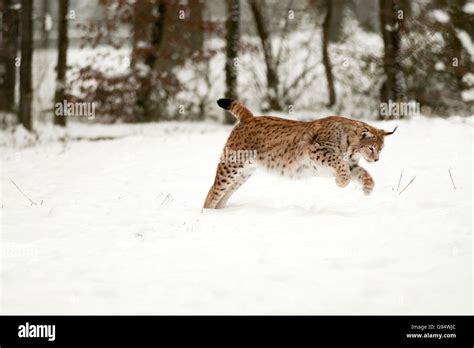 Eurasian lynx lynx lynx hunting hi-res stock photography and images - Alamy