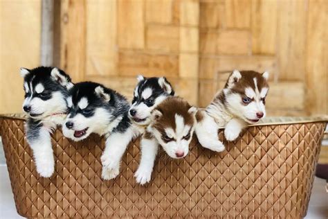 What Are The Different Types Of Huskies? A Complete Breed Guide