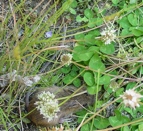 Community-driven team works to ensure survival of rare mouse species