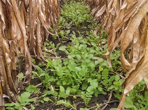 Radishes can be used as biofumigants and break up soil