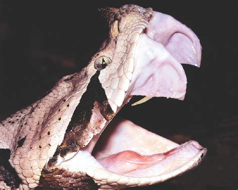 Why is snake venom so dangerous to humans? – How It Works