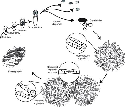 Schizophyllum commune lifecycle. A haploid spore germinates and grows ...