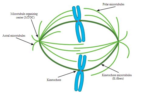 Microtubules: Definition, Functions & Structure - Video & Lesson ...