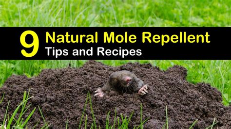 9 Easy-to-Make Mole Repellents