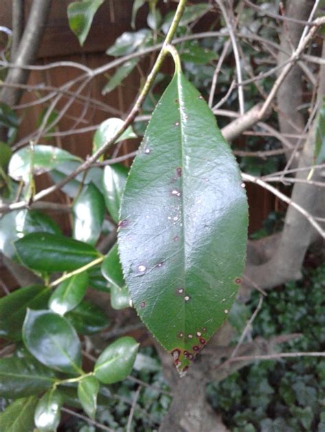 Photinia desease help. in the Pests and Diseases forum - Garden.org