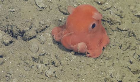 #AdorableOctopus - This Can Easily Qualify As World’s Cutest Octopus