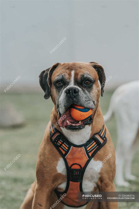 Friendly Boxer dog playing with ball in street — pet, pedigreed - Stock ...