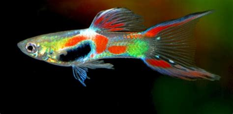 Endler Guppy For Sale - hzwsdxgfs2