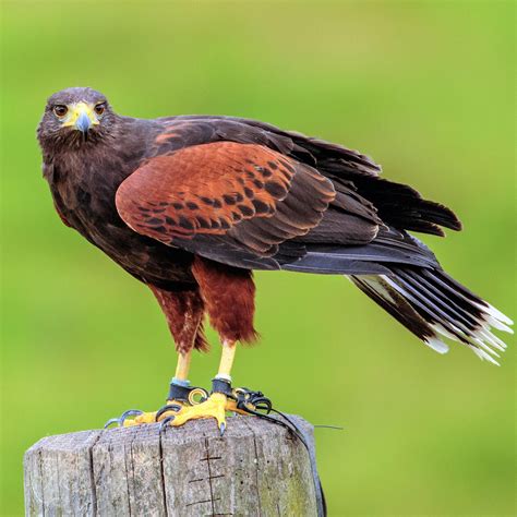 How do you breed harris hawks? - Falconry Advice