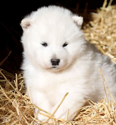 Beautiful White Alaskan Malamute Puppies Photos | Cute Puppy Images ...