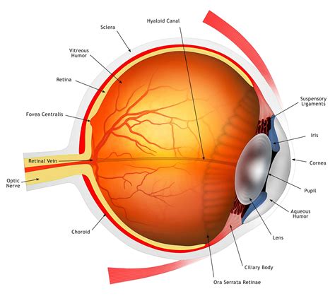 An Overview of Eye Anatomy