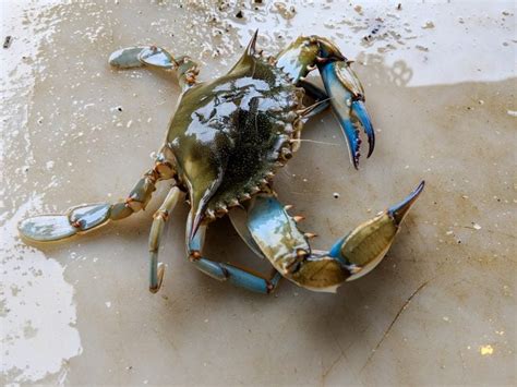 Blue Crabs - Facts, Diet & Habitat Information