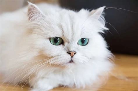 Discovering the Unique Characteristics of Persian Cat Breeds - catmags.com