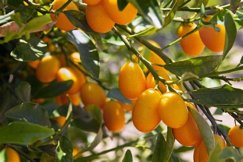 Nagami Semi-Dwarf Kumquat Tree, 56% OFF