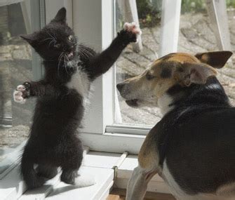 Can I Get My Dog to Stop Chasing the Cat? - Vetstreet | Vetstreet