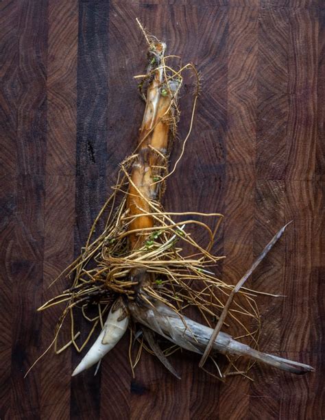 Cattail Rhizome Salad with Smoked Trout and Chickweed