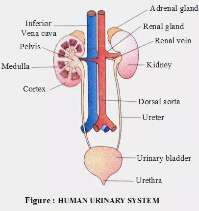 Human Excretory System Diagram Labeled