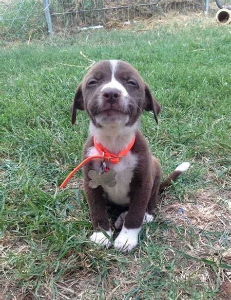 19 Smiling Dogs That Will Put A Big Smile On Your Face