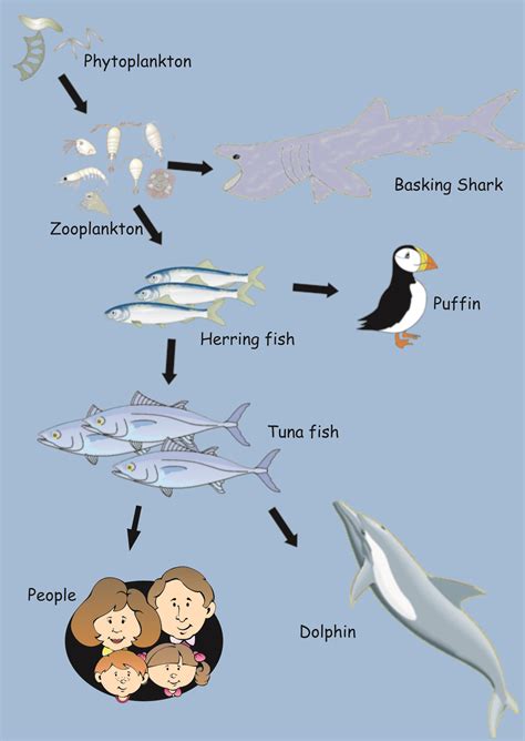 What are phytoplankton and zooplankton? | Socratic