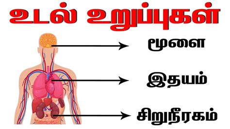 Body Parts Tamil / Simple tamil lessons with interactive worksheets ...