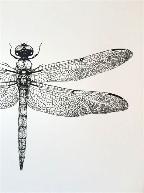 Dragonfly Art Print Dragonfly drawing home decor fine art | Etsy