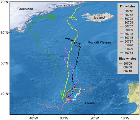 The Migratory Connectivity Project Whales make pit stops during ...