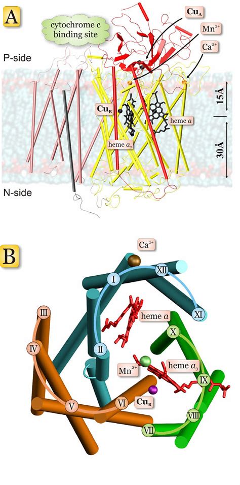 The structure of cytochrome c oxidase from P. denitrificans (PDB entry ...