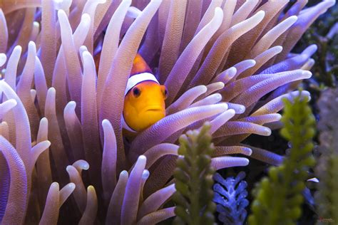 Clown Fish Hd Wallpaper - Coral Reef Fish (#1488519) - HD Wallpaper ...