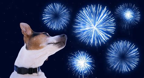 Scared Dog with Fireworks - High Dosage - SEO Article, Private Blog ...