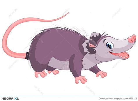 Opossum Clip Art Illustrations