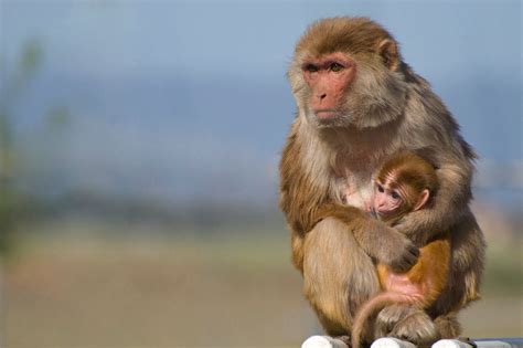 Rhesus macaque - Alchetron, The Free Social Encyclopedia