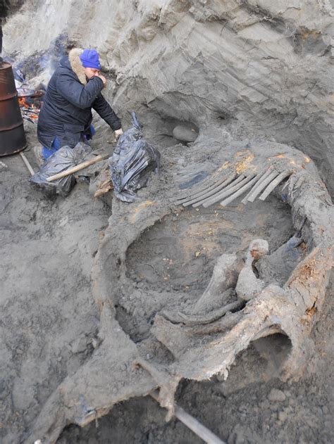 Butchered Mammoth Suggests Humans Lived in Siberia 45,000 Years Ago ...