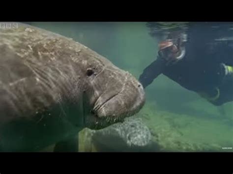 The Caribbean Manatee: special post for the week of manatee ...