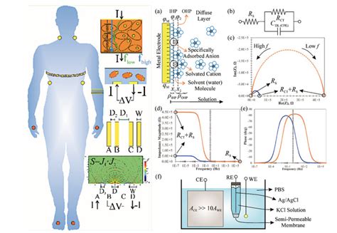 A Tutorial for Bioimpedance Sensors | Imperial News | Imperial College ...