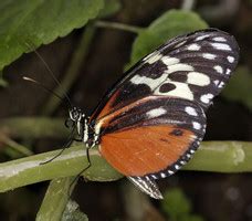 Heliconiinae