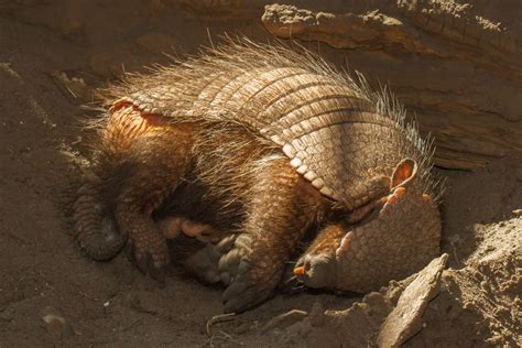 13 Facts About Armadillos