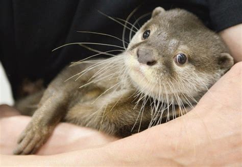 2 Otter Cafes, Let’s Be Healed by Otters in Japan 🦦 | omotenashi