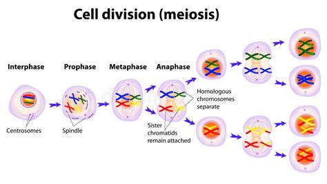 Vector Diagram of the Meiosis Phases Stock Vector - Illustration of ...