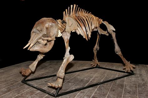 Russian woolly mammoth skeleton (Mammuthus primigenius) - juvenile form ...