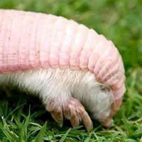 Pink Fairy Armadillo - YouTube