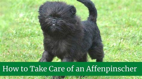 Affenpinscher Size and Weight, Health Issues, Temperament, Food and ...