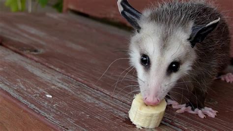 Baby Opossum Eats Bananas In Slow Motion - YouTube