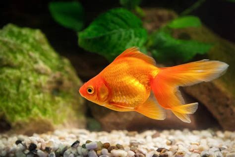 Goldfish aquarium fish - letryte