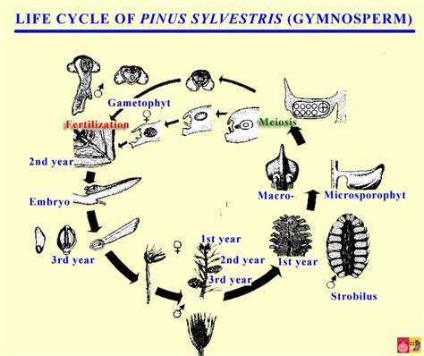 Pinophyta Life Cycle