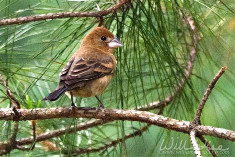 Blue Grosbeak Georgia Backyard Birding - WILLIAM WISE PHOTOGRAPHY