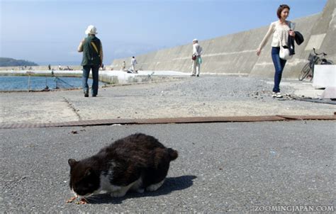 Tashirojima - Cat Island